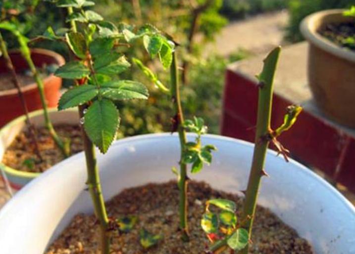 在家自制生根粉,多肉砍头、植物扦插都能用,不易黑腐,快速生根