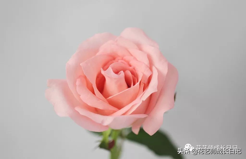 苏醒玫瑰是什么颜色（10款粉色玫瑰品种介绍）