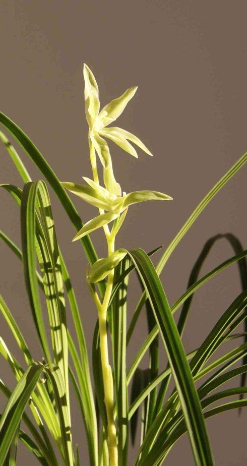 花中君子 | 100种名贵兰花图鉴