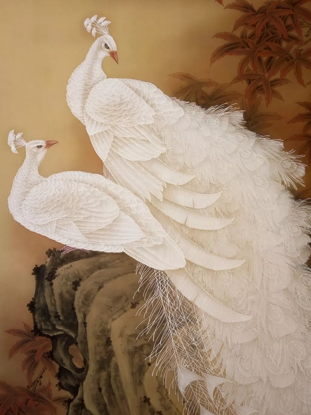 高贵,冷艳的白孔雀