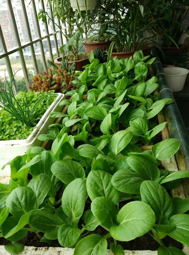 8种大叶菜,立春赶紧种阳台上,20天就采摘