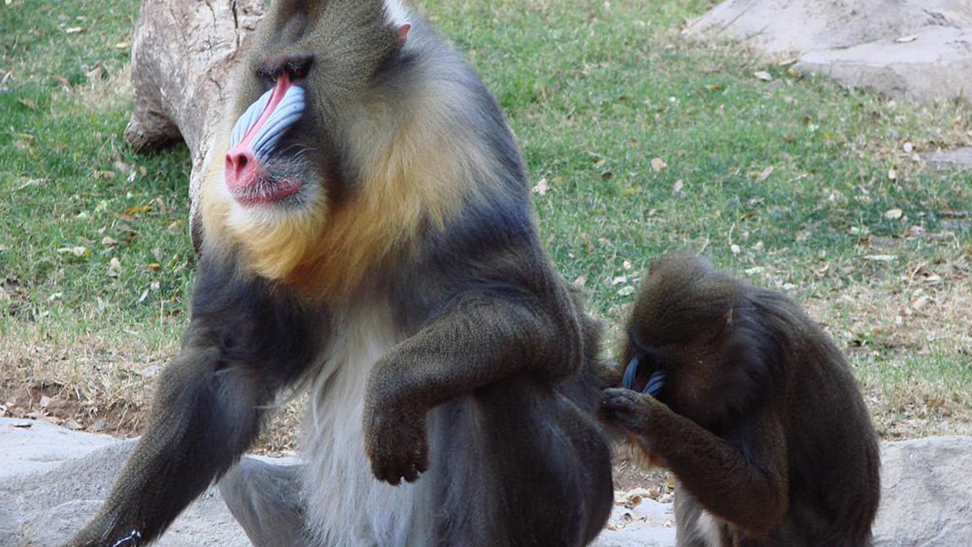 并不真实,山魈的能力还不敢去挑战老虎