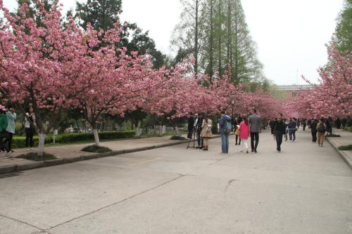 看省排名报考才是王道，附安徽省内一本大学预估分数线，收藏备用