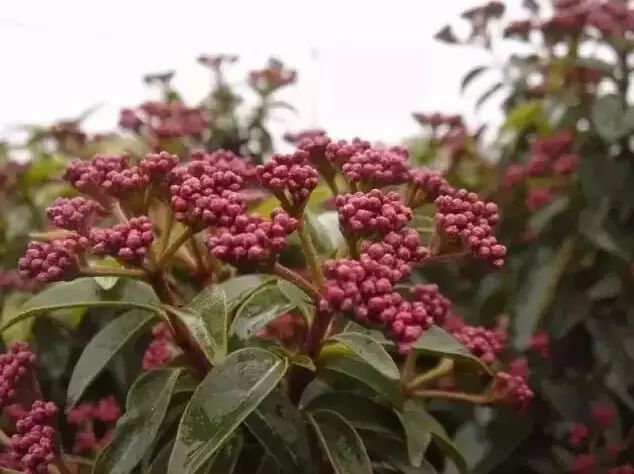 地中海荚蒾简介（做花境设计常用的60种植物介绍）