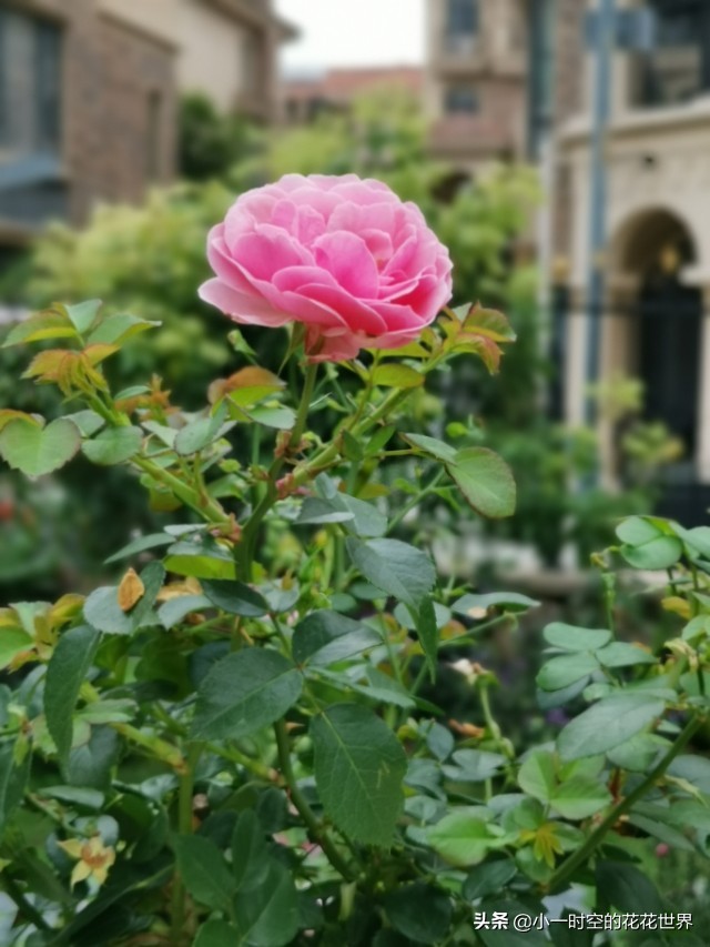 诗情花意：夏花灿烂，最美是这朵。两首古诗，尽述此花之妙！