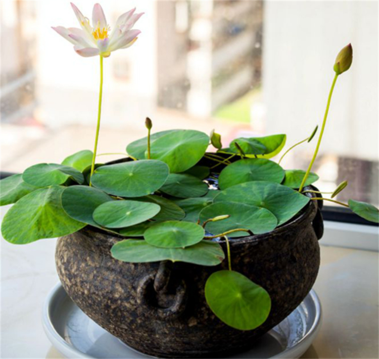 碗莲无土栽培会开花吗?营养保证是关键,情况换水避免腐烂,花美