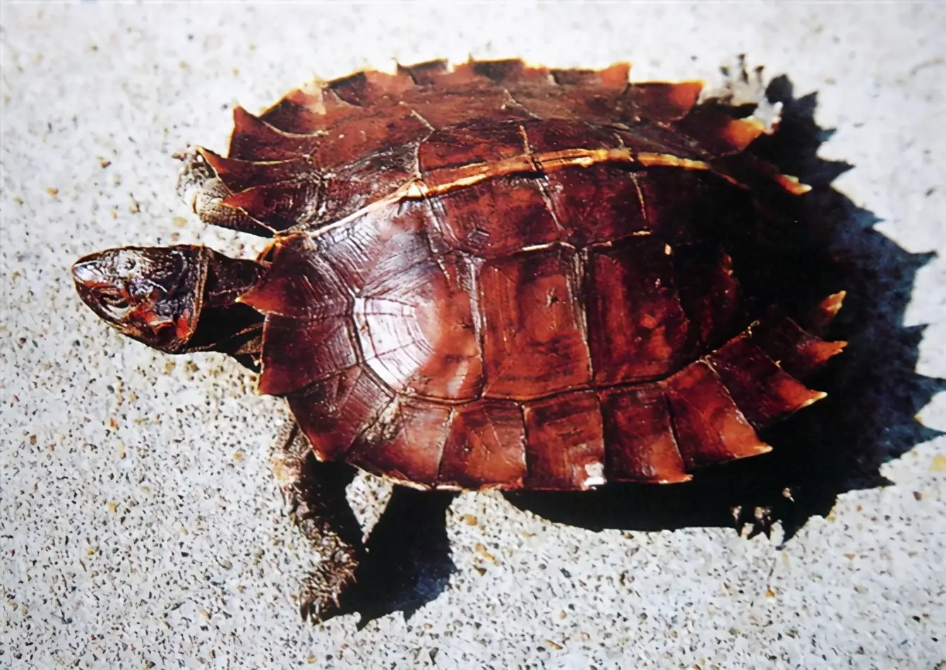 乌龟的种类图片及名称（乌龟的品种图片）