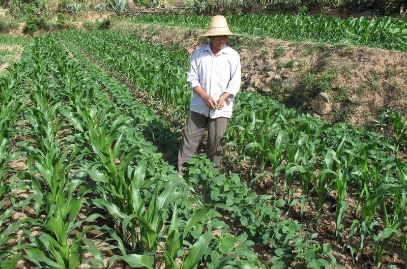 一地双吃！玉米大豆间作迎来官方指导意见，这17种高产品种获推荐