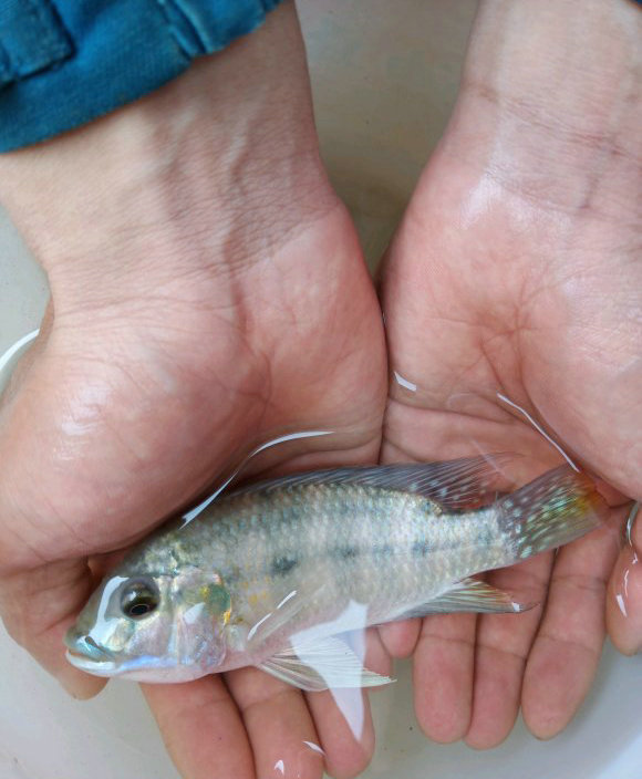 广东河道现花斑罗非鱼,肉质鲜美,数量越来越多