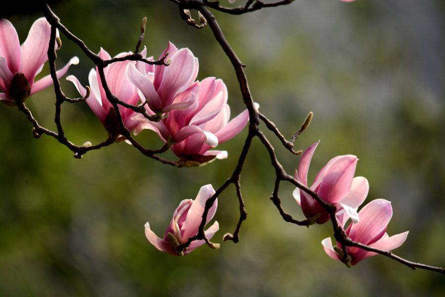 小玉兰花树怎么养新手必看科普