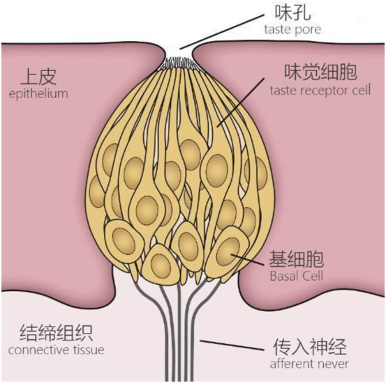 “好辣好辣”其实是“好痛好痛”，辣味根本不存在