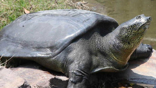 泉州开元寺有一长着牙齿的"乌龟",你知道它是谁吗?