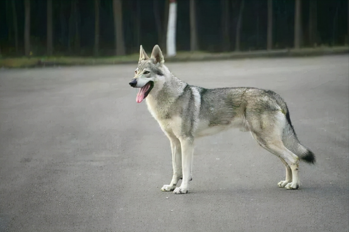 世界上被多国明令禁养的6大凶猛犬种，加纳利犬堪称“杀人犬”