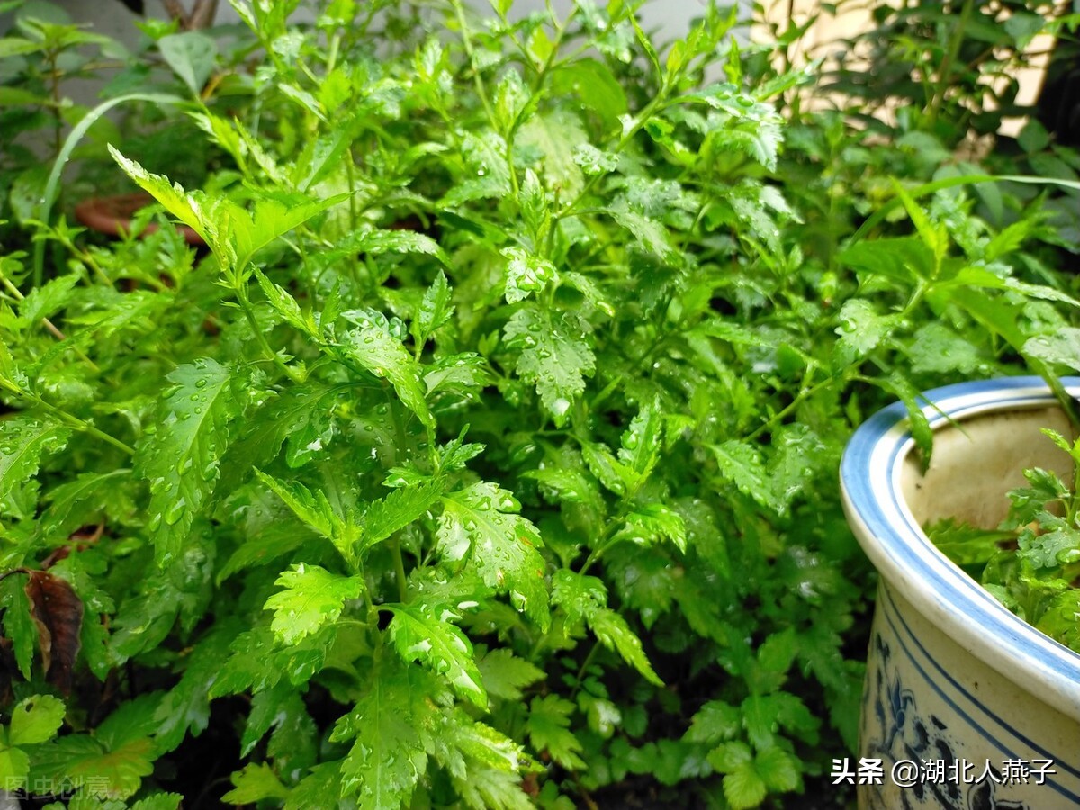 39种野菜图片，教你认识不同的野菜和吃法，你想要的野菜这里都有