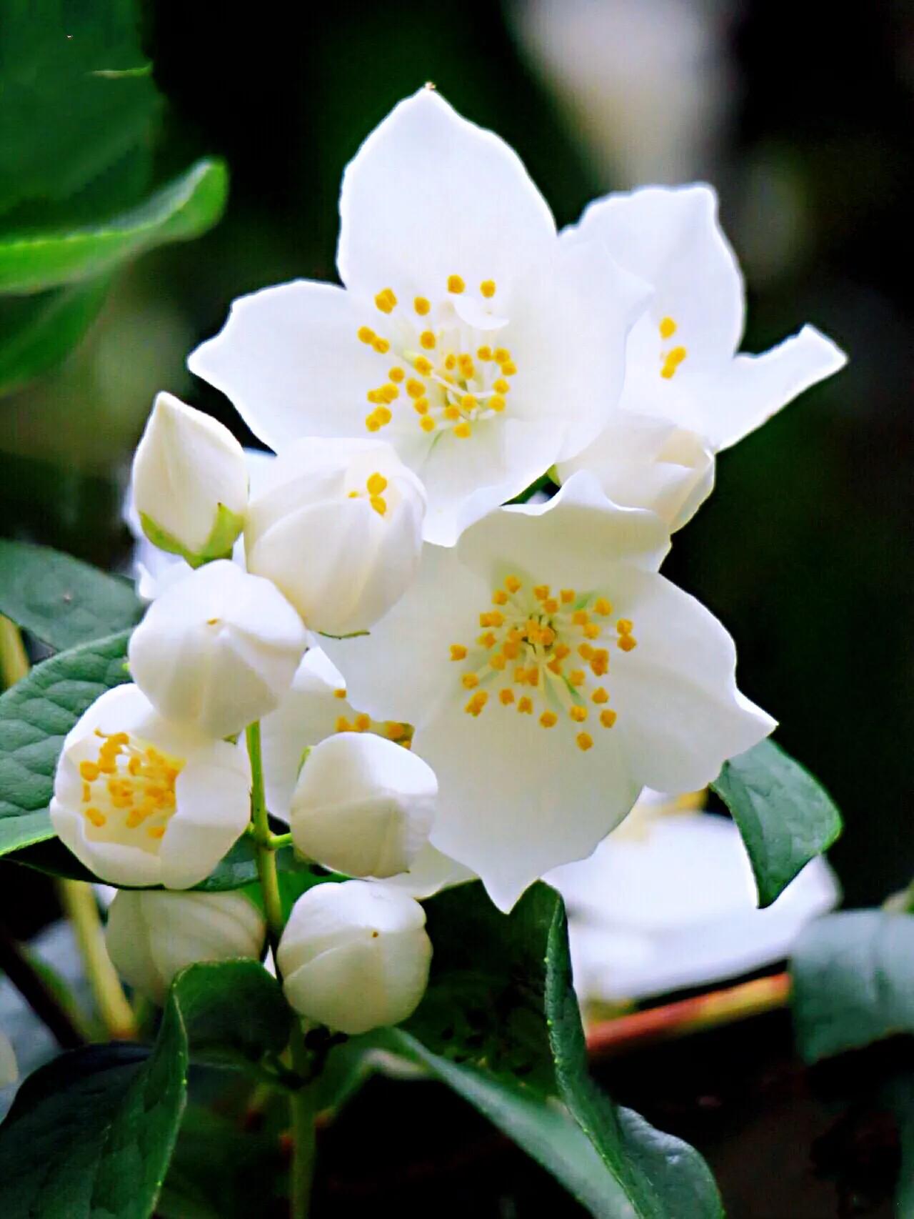 山梅花～洁白无瑕,香气袭人