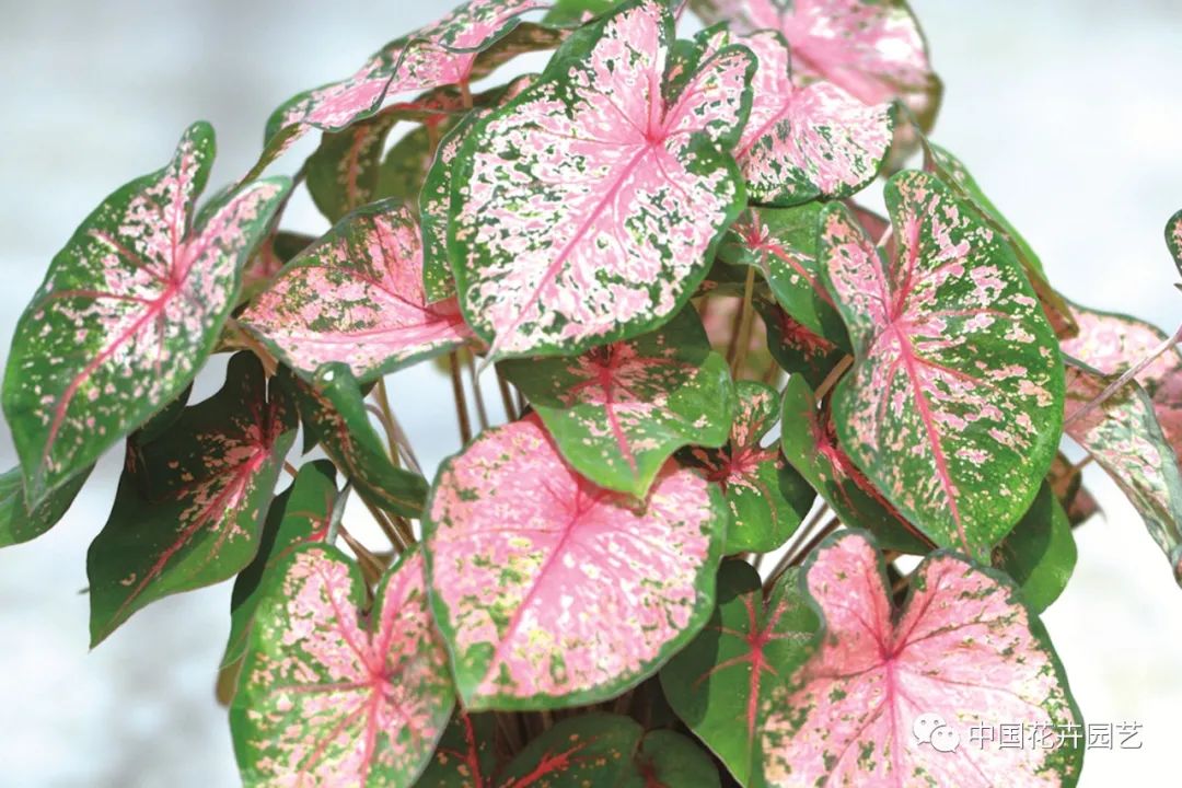 绿植中的调色板——五彩芋
