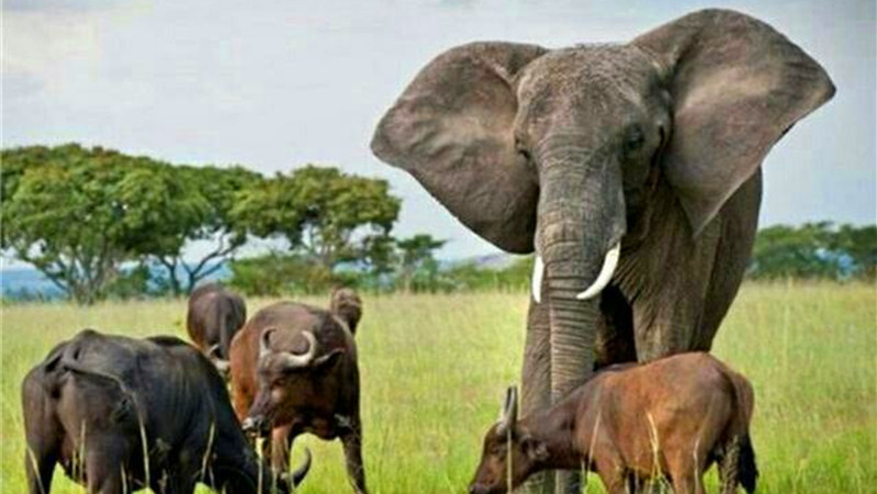 非洲象侵入了野牛群，意外地成为了首领，支配着牛群40多年。
