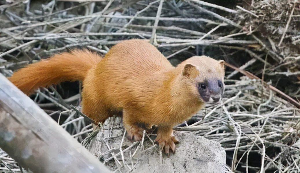 乡土散文:深山拾趣——柴火垛里那窝黄鼠狼