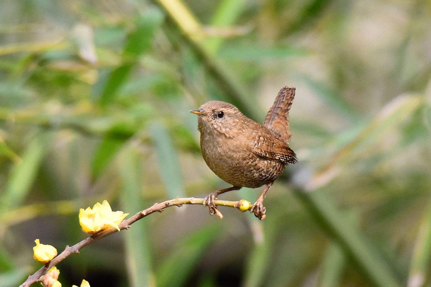 鸟儿啁啾，“啁啾”两个字怎么读，什么意思？