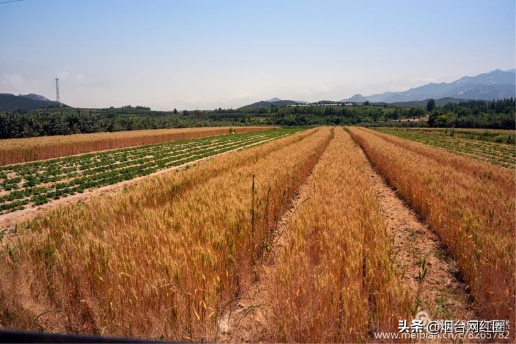人们常说"三夏"大忙季节，即指忙于夏收、夏种和春播作物的夏管。