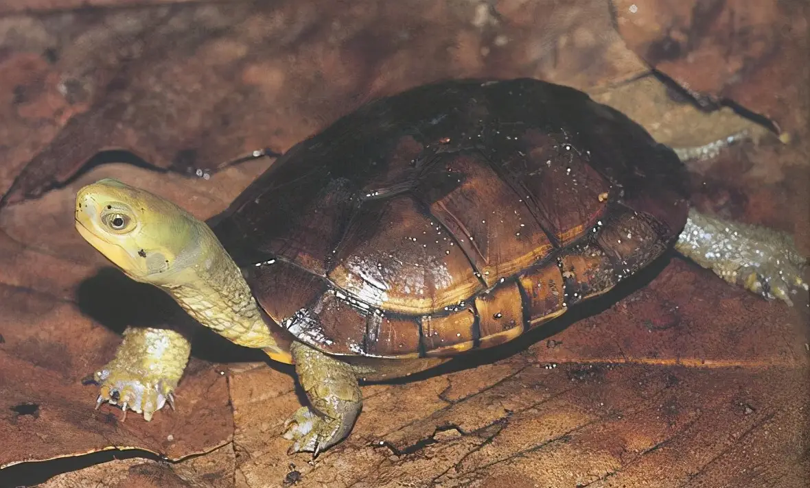 乌龟的种类图片及名称（乌龟的品种图片）