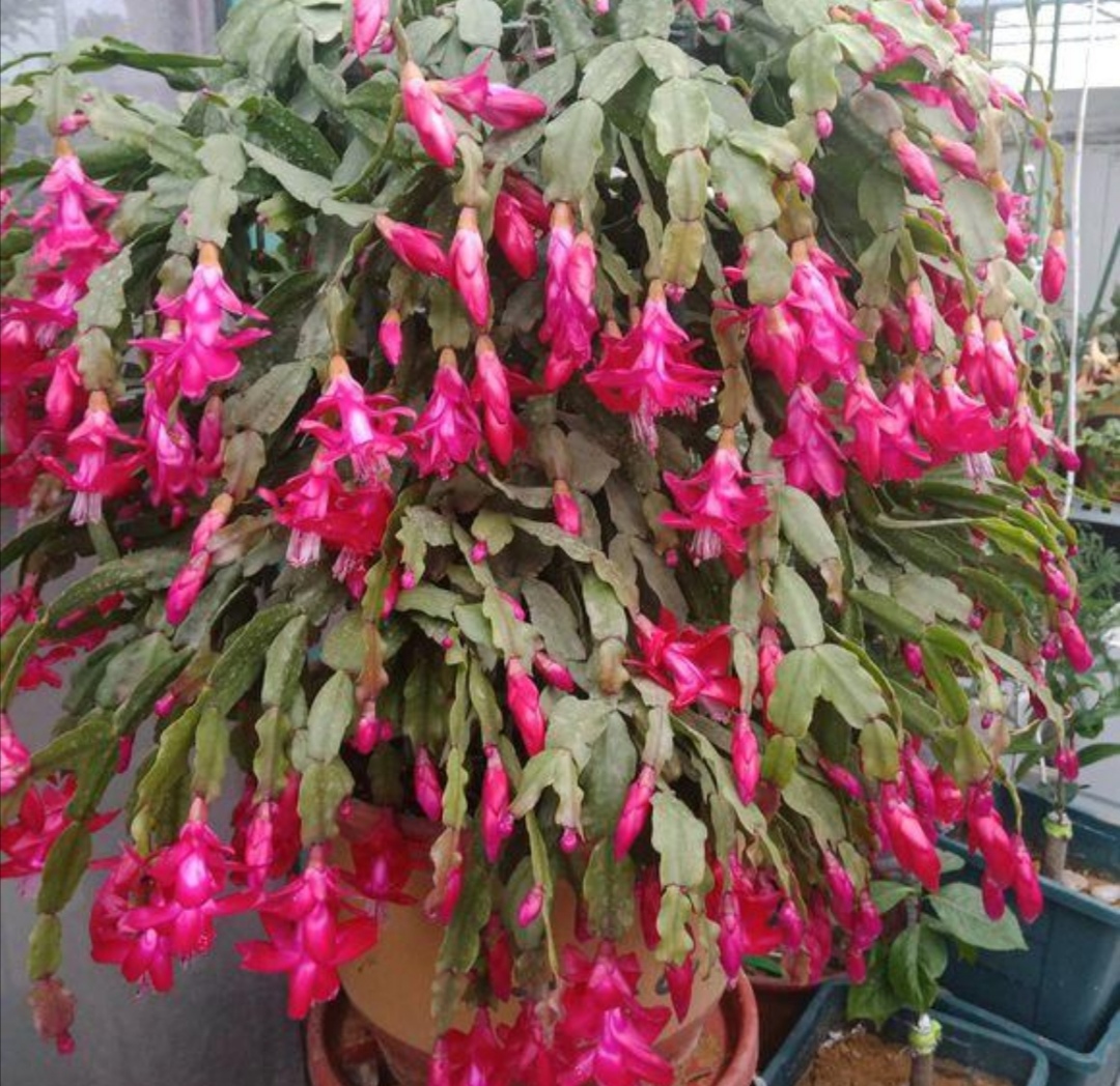 1种花,长得像蟹爪兰,开出的花朵似“灯笼”