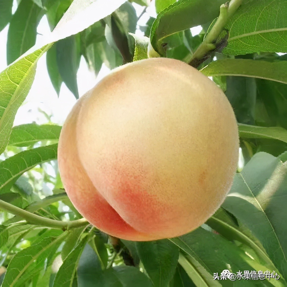 水蜜桃季节是什么时候（常见水蜜桃产地品种及上市时间）