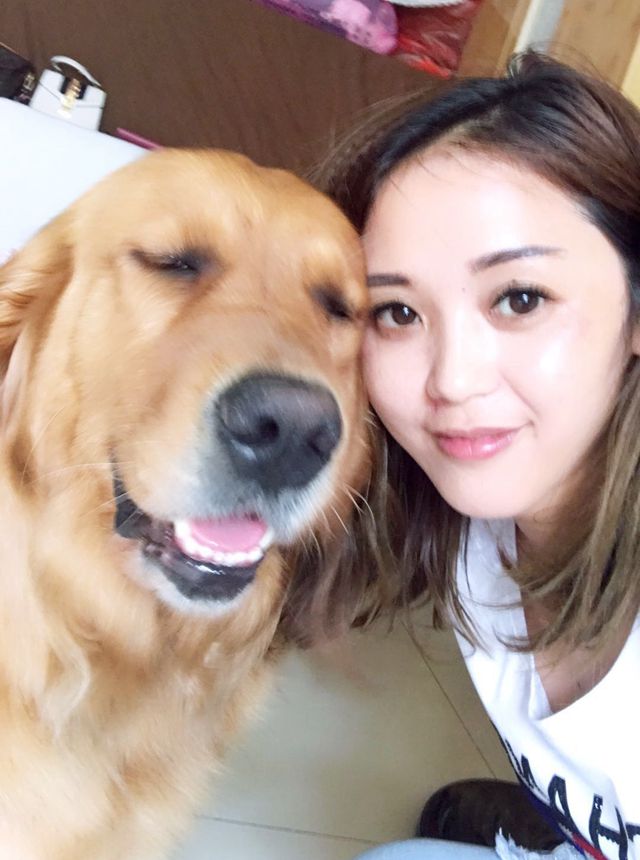 金毛犬怎么养金毛犬幼犬的饲养方法