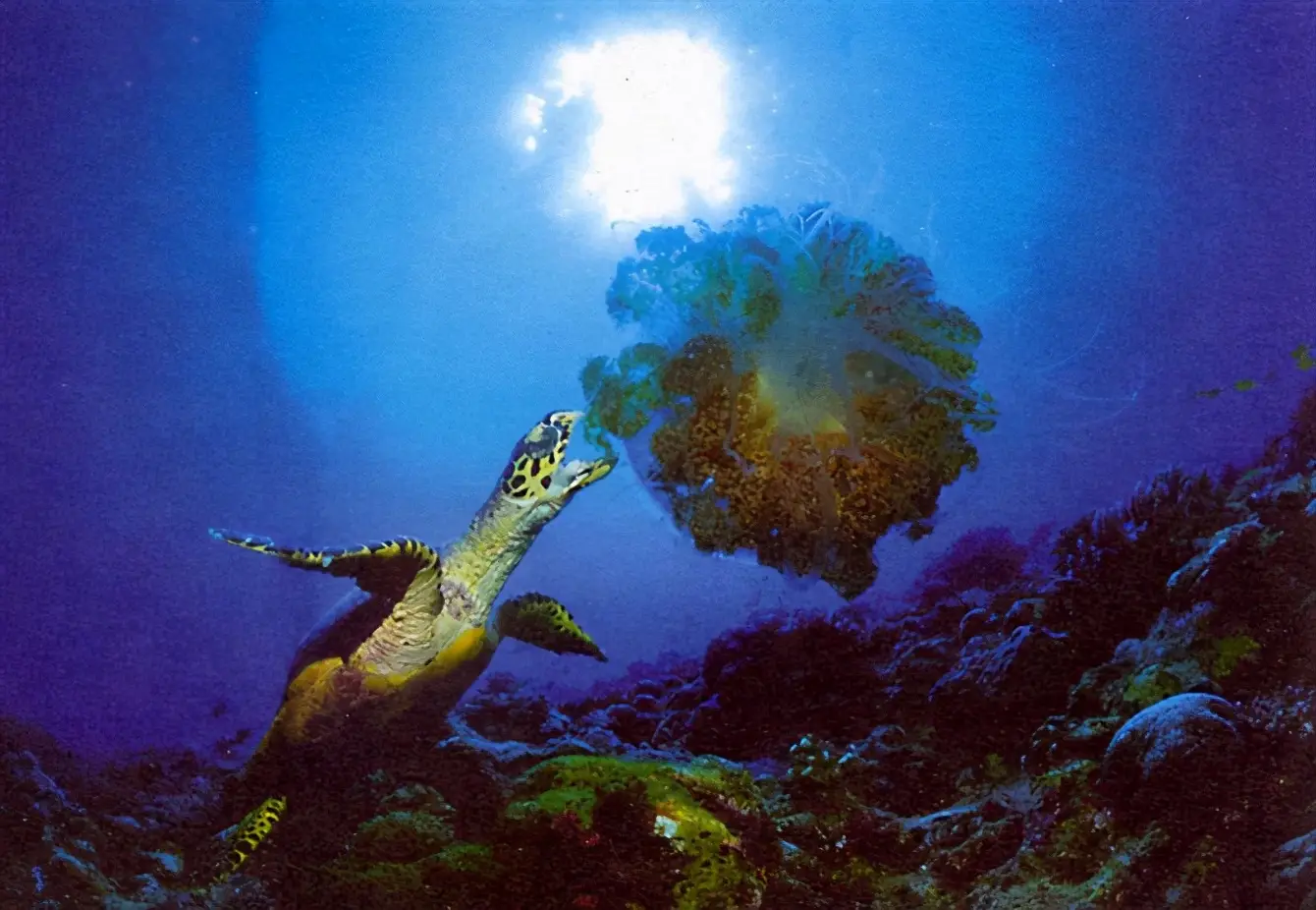 乌龟的种类图片及名称（乌龟的品种图片）