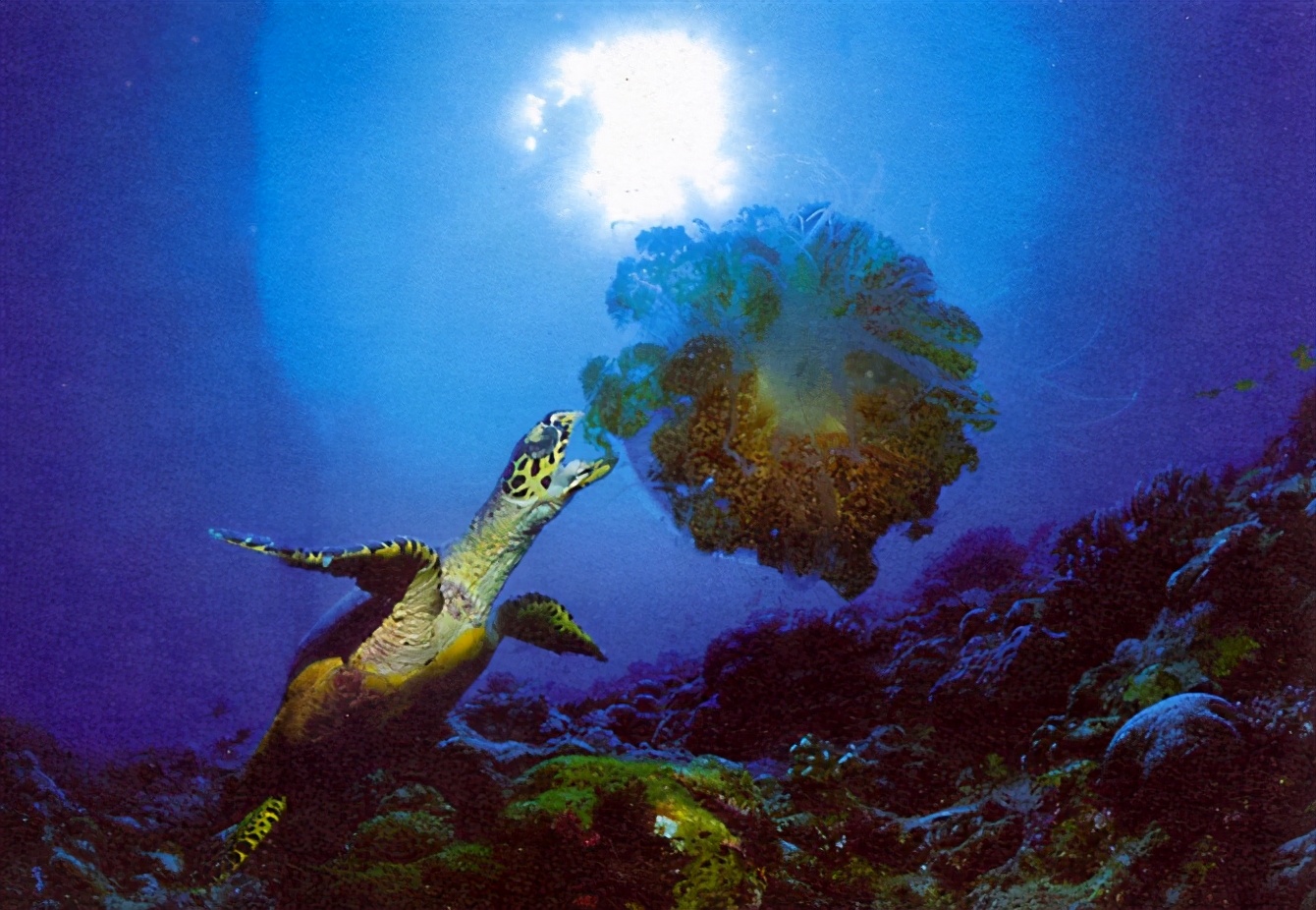 orcatus利氏龟chinemys reevesi玳瑁eretmochelys imbricata日本石龟