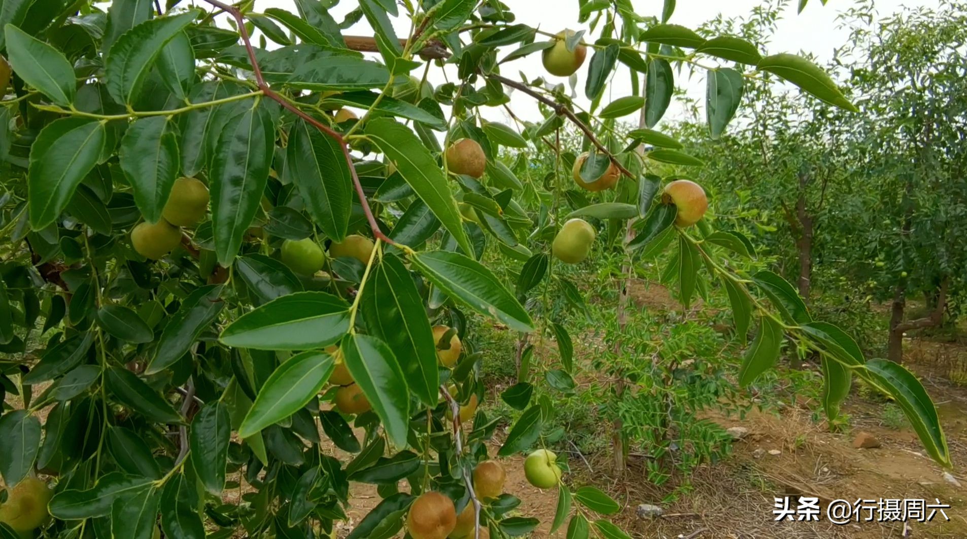 枣树管理,枣树管理方法