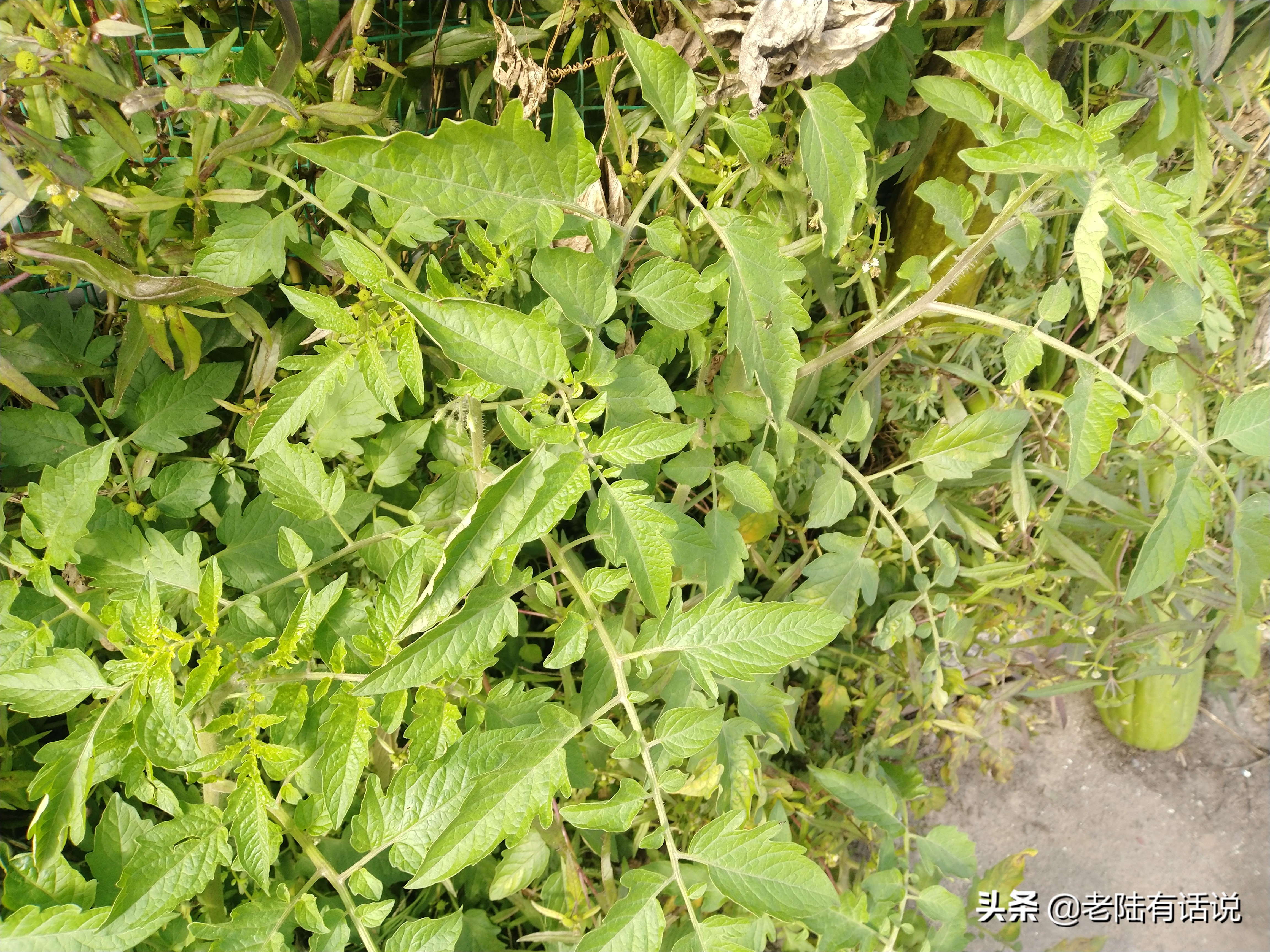 我的城市小菜园，我的田园之梦，金秋收获绿色食品