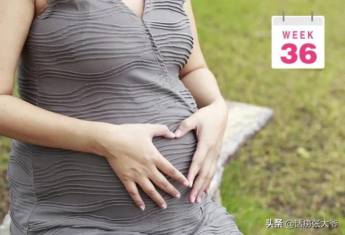 1至40周胎儿发育过程图