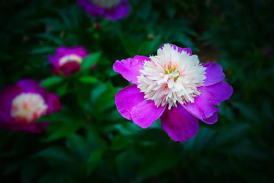 芍药春天种植可以吗（养护芍药美美开花的方法）