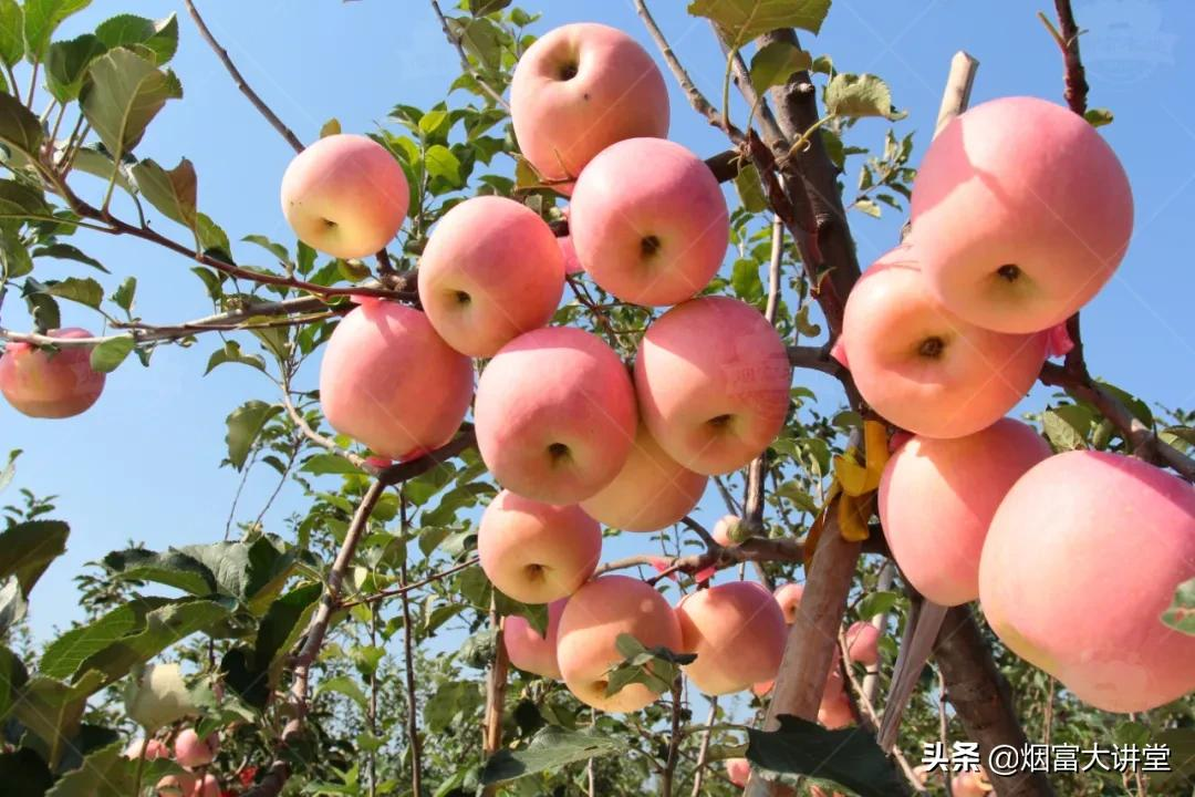 ƻѴô죿