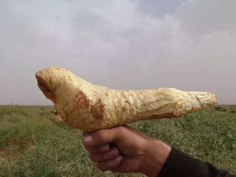 河套肉苁蓉:藏于地下的仙草