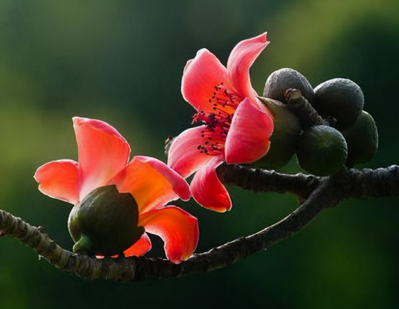 木棉花优美的句子_晶羽文学网