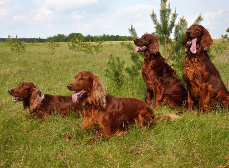 10 种最适合儿童的犬种，非常适合有小孩的家庭 - 对孩子友好且可爱