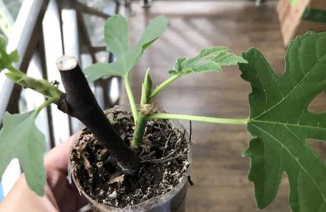 無花果根,無花果根的功效與作用及食用方法