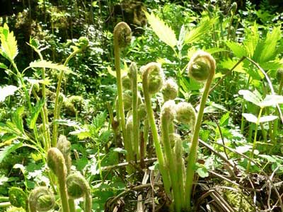 蕨根粉怎么做成蕨粑(手把手教你草根做糍粑)