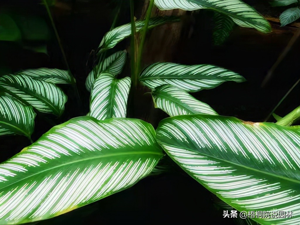 维C含量最高的水果居然是它！10种世界之最植物，你知道几种吗