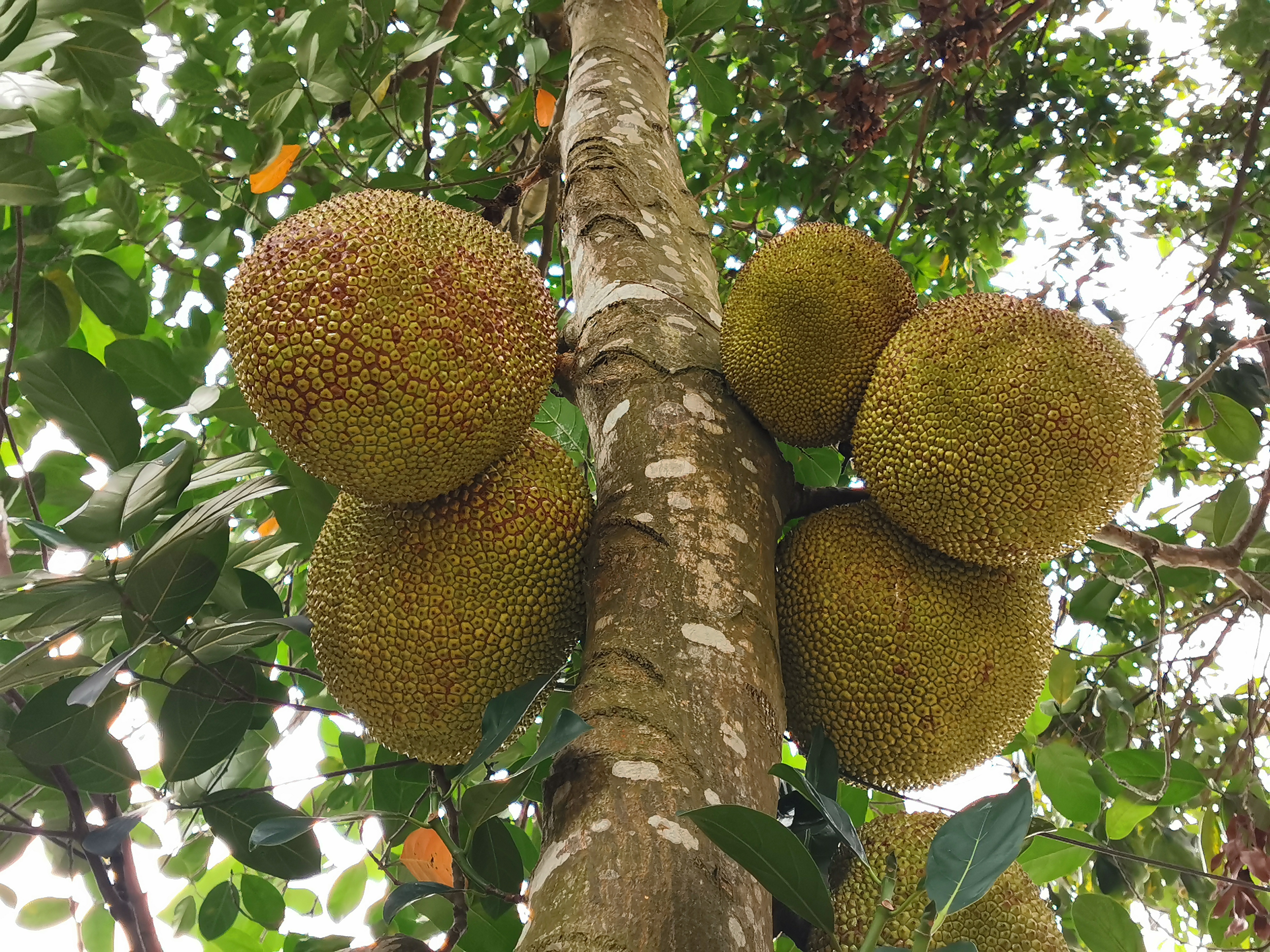 菠萝蜜图片(1分钟带你了解菠萝蜜的样子)