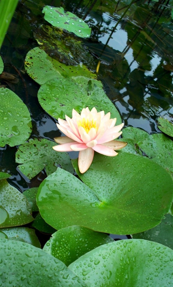 雨中花（七言绝句）