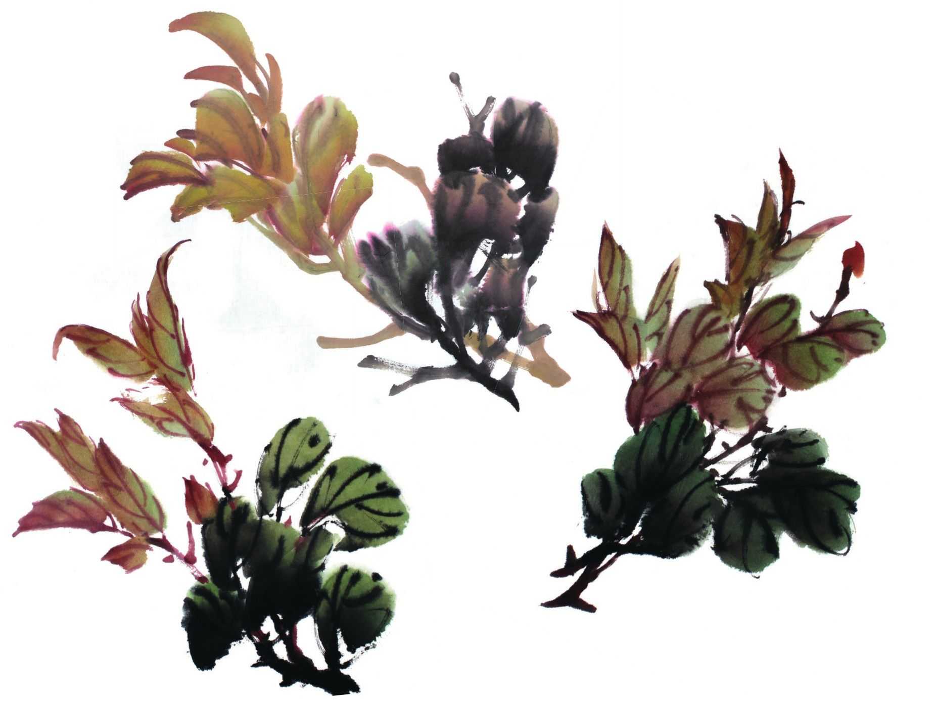 零基础国画教程:分步骤讲解牡丹叶子画法,简单易学,一起来临摹