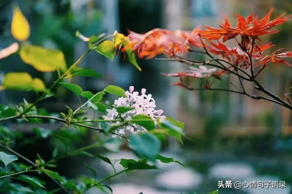 苍天不负人,苦尽甘自来