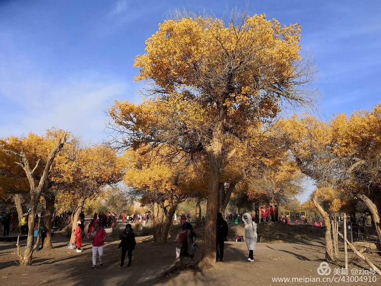2019西北行｜胡杨：生而千年不死，死而千年不倒，倒而千年不朽