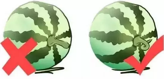 李子是凉性还是热性（最全水果手册赶紧收藏）