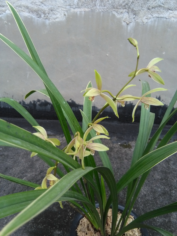 养兰花,选对品种很重要,这6种便宜又好养