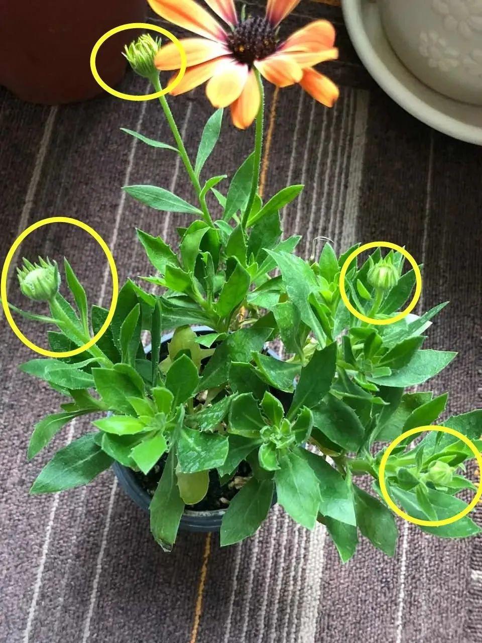 天蓝色菊花怎么养小技巧专业回答