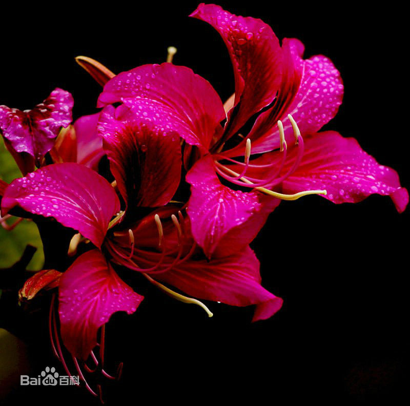 香港紫荆花的象征意义（紫荆花代表家庭和睦）